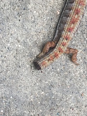 Elgaria multicarinata