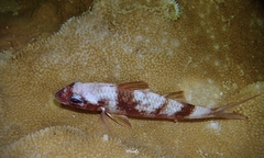 Parupeneus multifasciatus