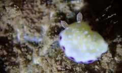 Goniobranchus albopustulosus