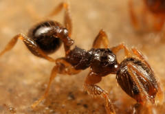 Pheidole strator