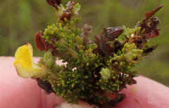 Aspalathus opaca rostriloba