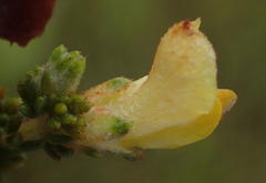 Aspalathus opaca rostriloba