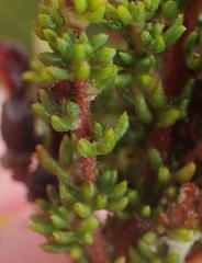 Aspalathus opaca rostriloba