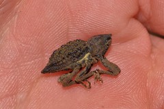 Poropterus ellipticus