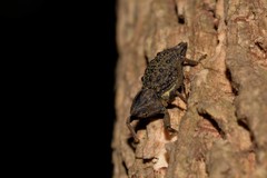 Poropterus ellipticus