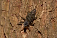 Poropterus ellipticus