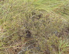 Aspalathus opaca rostriloba