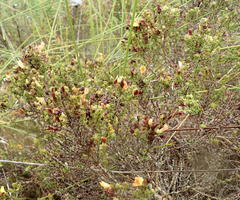 Aspalathus opaca rostriloba