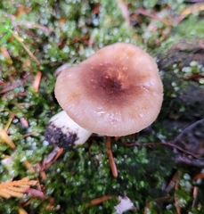 Russula puellaris
