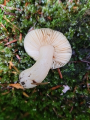 Russula puellaris