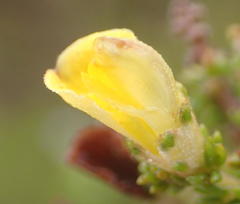 Aspalathus opaca rostriloba