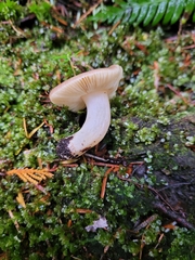 Russula puellaris