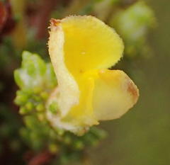 Aspalathus opaca rostriloba