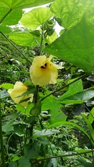 Abelmoschus moschatus