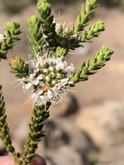 Agathosma roodebergensis