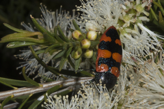 Castiarina gravis