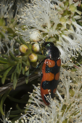 Castiarina gravis