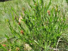Acalypha punctata punctata
