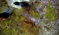 Nikoides