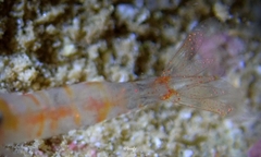 Nikoides