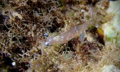 Nikoides