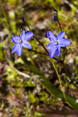 Chamaescilla corymbosa