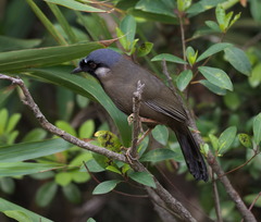 Pterorhinus chinensis