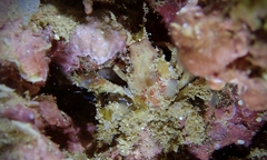 Schizophroida hilensis