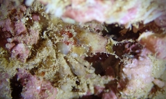 Schizophroida hilensis