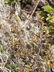 Coprosma depressa