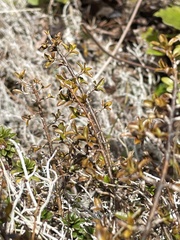 Coprosma depressa