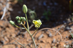 Albuca spiralis