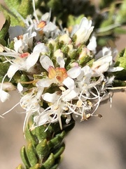 Agathosma roodebergensis