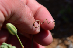 Albuca spiralis