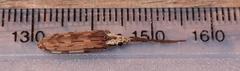 Tenomerga leucophaea