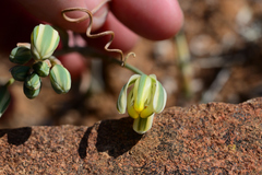 Albuca spiralis