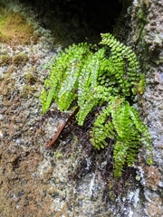 Asplenium trichomanes trichomanes