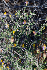 Felicia brevifolia