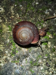 Quantula
