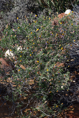 Felicia brevifolia