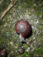 Quantula