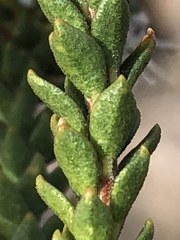 Agathosma roodebergensis