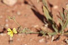 Goodenia lamprosperma