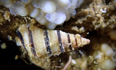 Cerithium zebrum