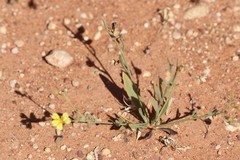 Goodenia lamprosperma