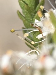 Agathosma roodebergensis