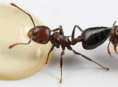 Crematogaster castanea rufonigra