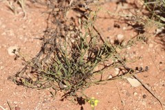 Goodenia lamprosperma