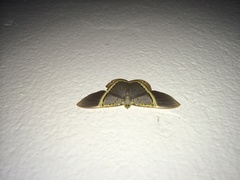 Phrygionis privignaria