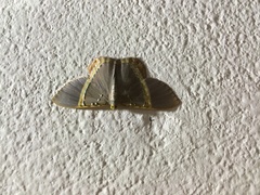 Phrygionis privignaria